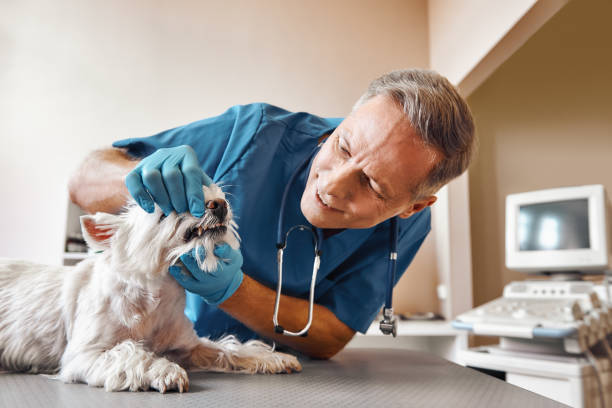 Best 24-Hour Emergency Dentist in Golden Gate, FL